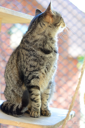 Lady Tuna Catserole