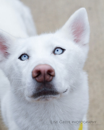 Yukon