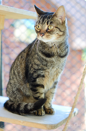 Lady Tuna Catserole