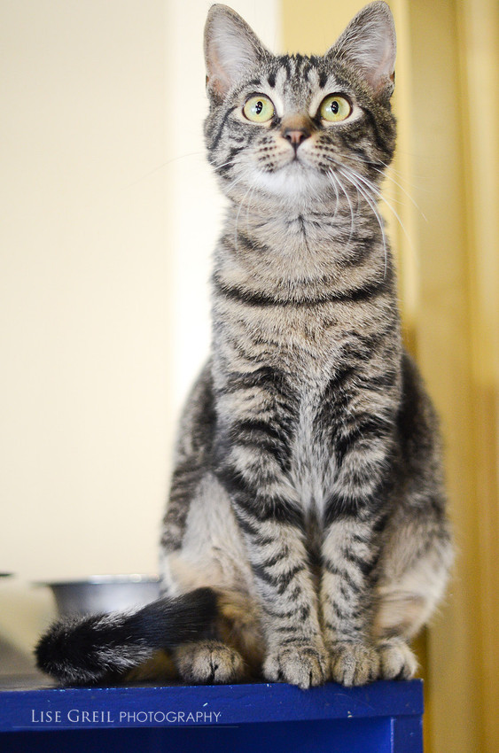 Lyla