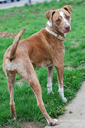 Chloe - ADOPTED!