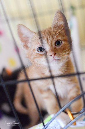 Oliver
