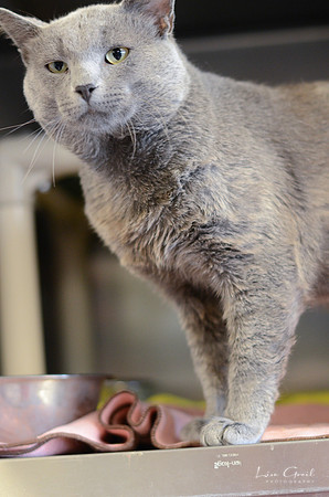 Mordecai