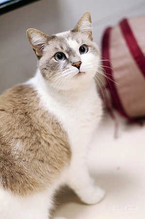 Cleocatra