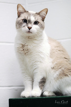 Cleocatra