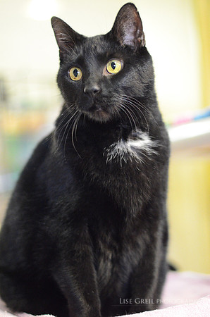 Panther