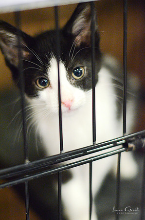 The Meowntain