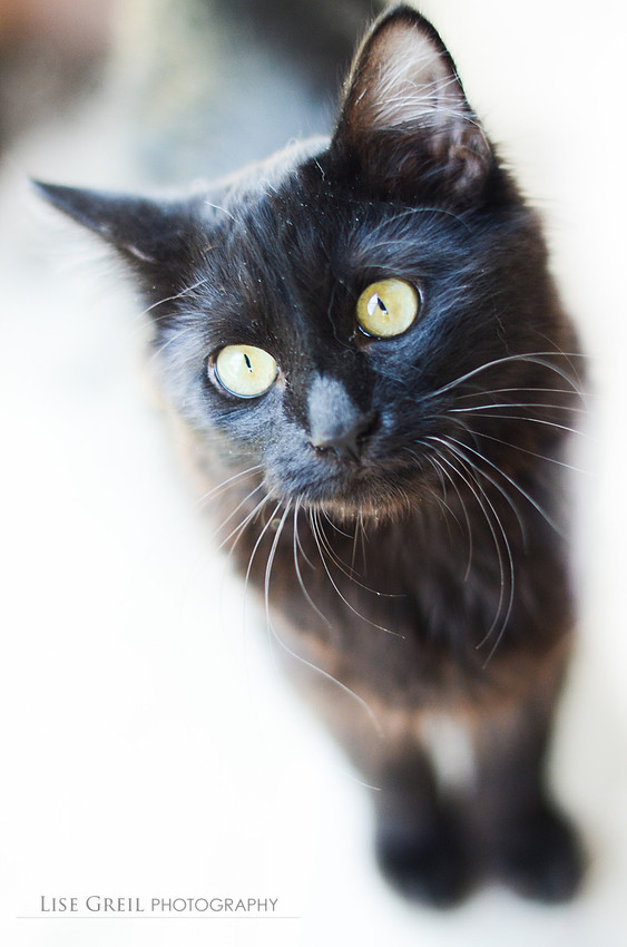 Basil