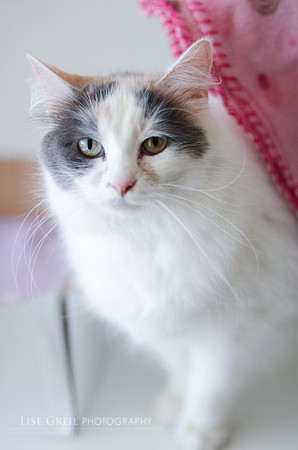 Gracie