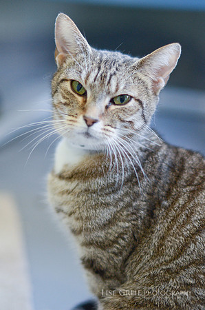 Babette