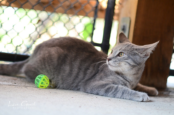 Gizmo