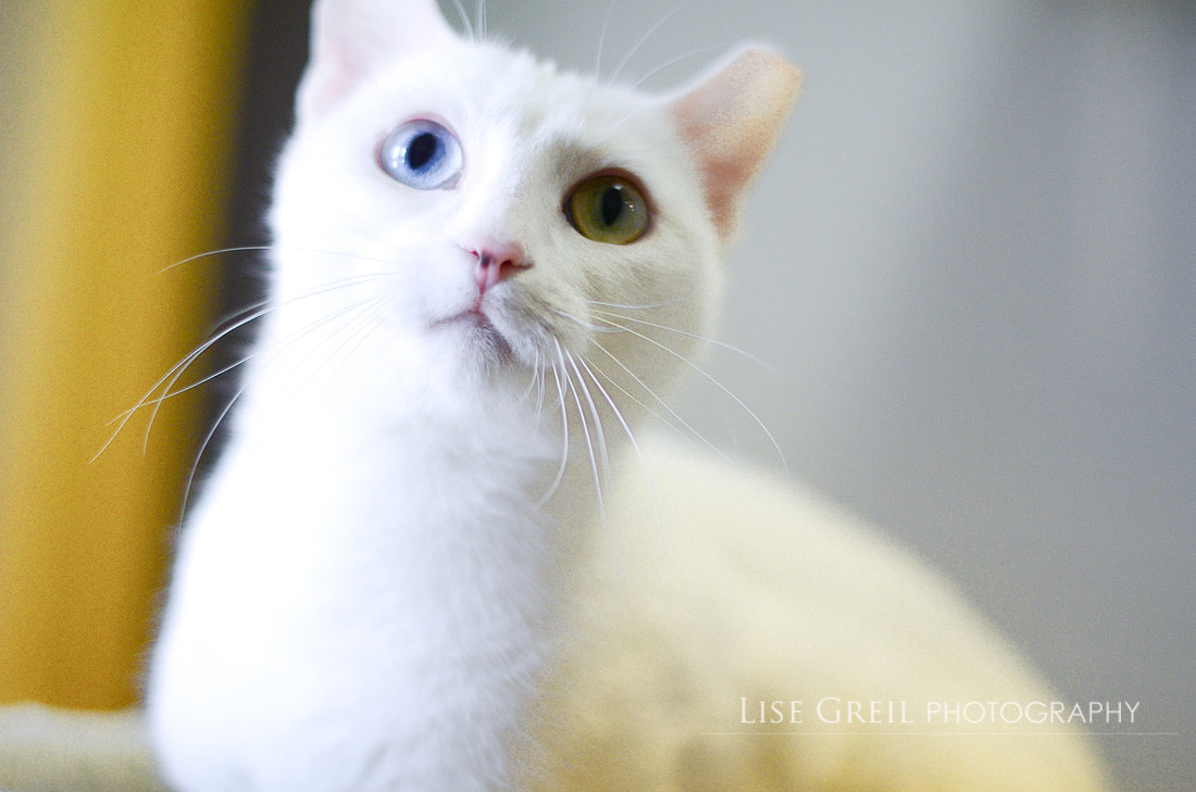 Pretty Girl
