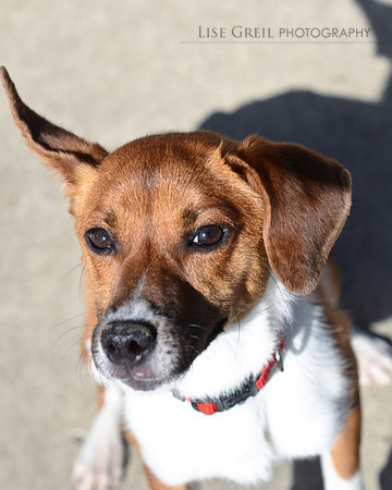 Opie