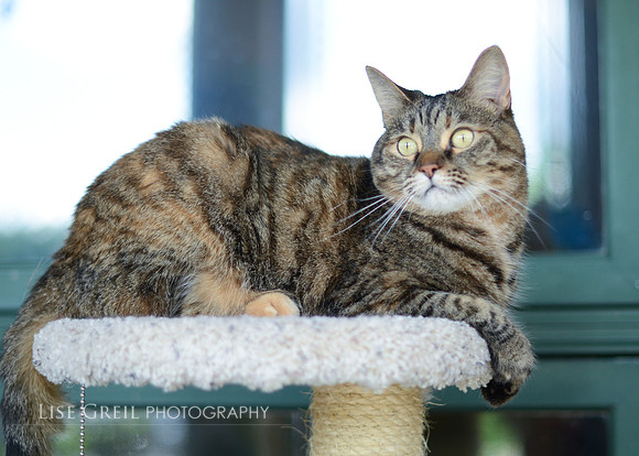 Lillian