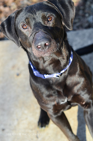 Harvey