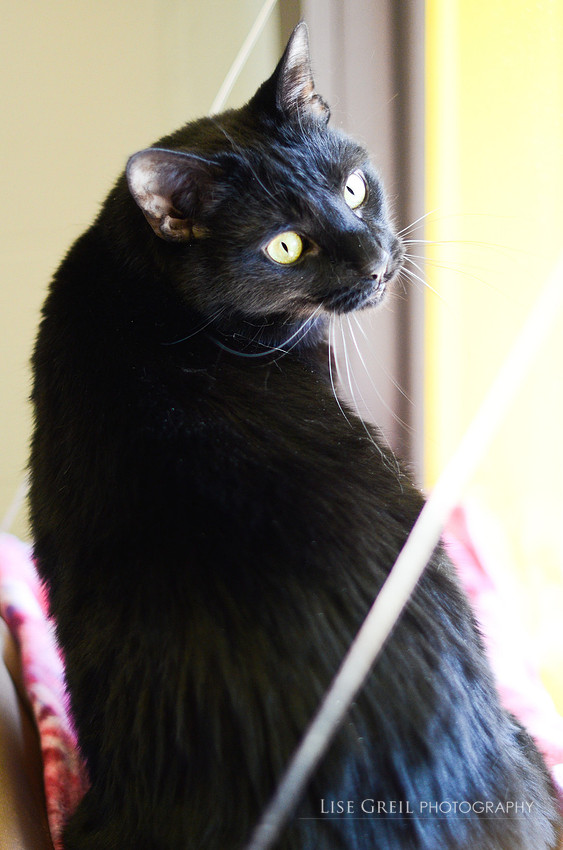 Sofita