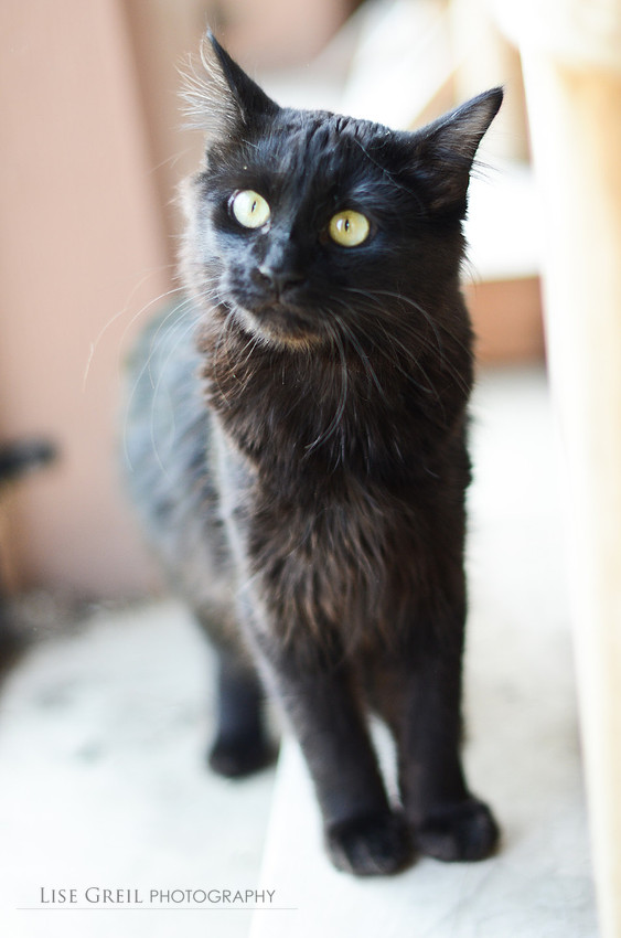 Basil
