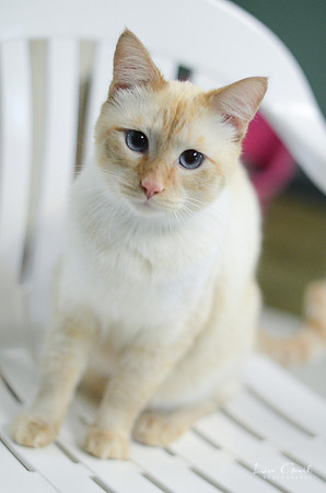 Linus