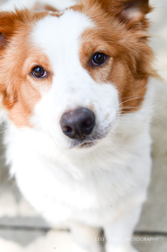 Buddy
