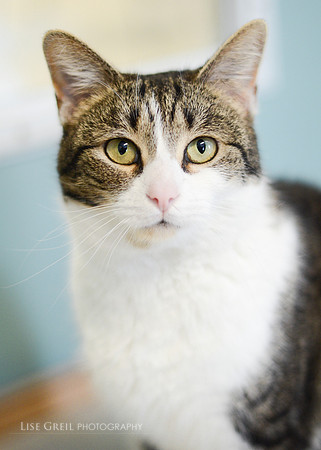 Mittens