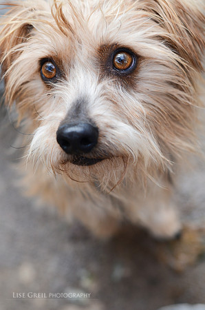 Winston