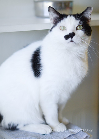 Roscoe