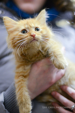 Sherbert