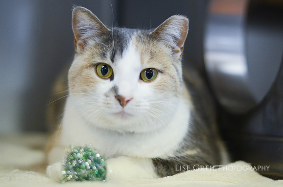 La Gatita