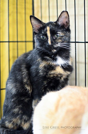 Pepper