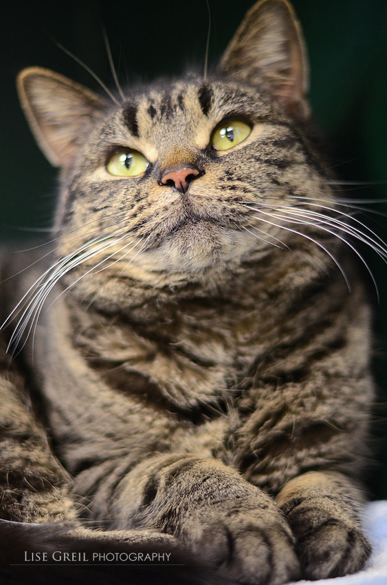 Finley