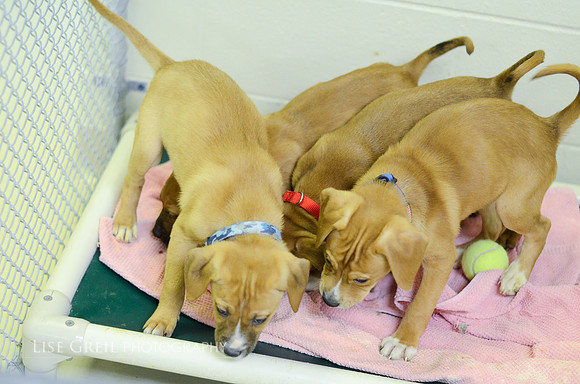 Ruger, Doe, Buck, Fawn