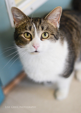 Mittens