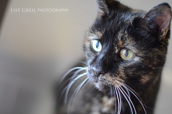 Prissy