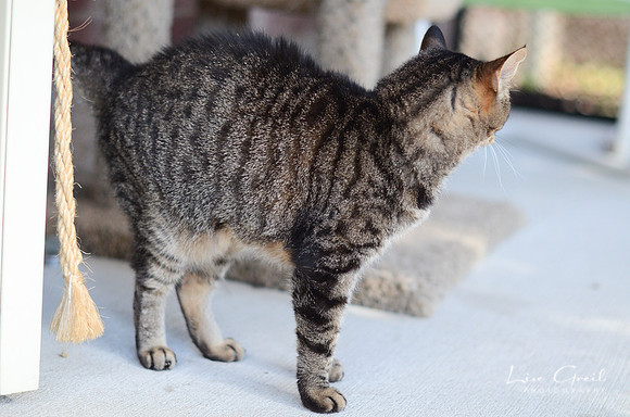 Lady Tuna Catserole