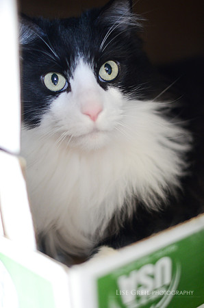 Oliver