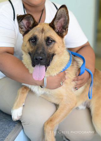 Shaggy - ADOPTED!