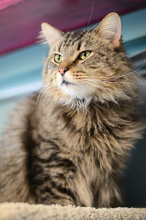 Monsieur