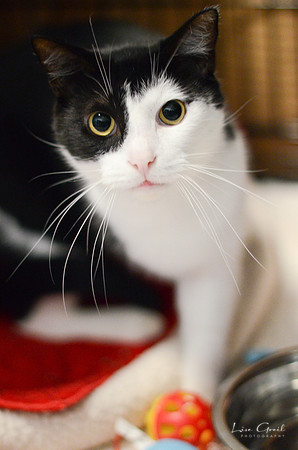 Catarino