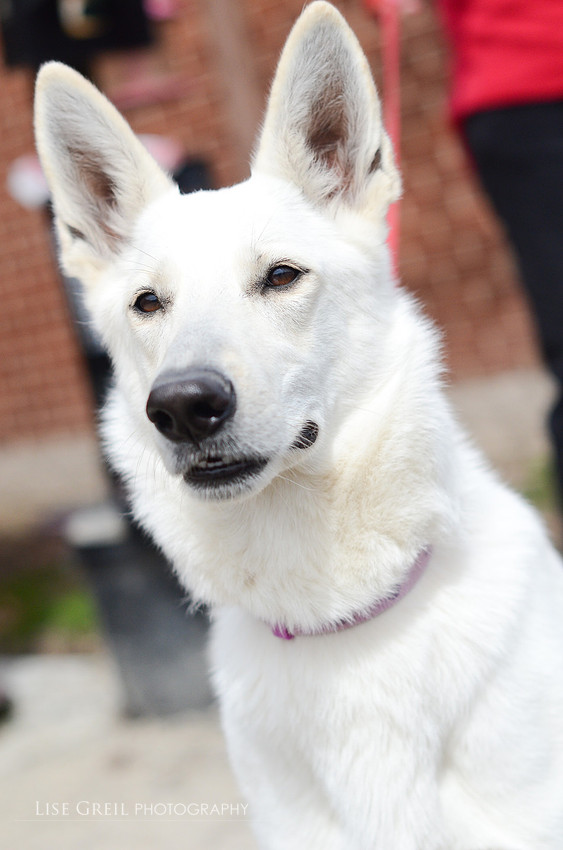 Stella