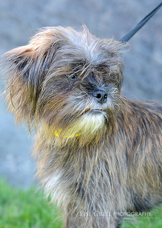 Gertrude Mcfuzz - ADOPTED!