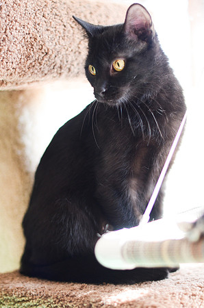 Gemma
