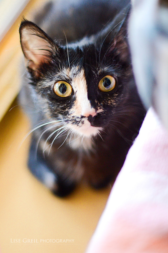 Penelope