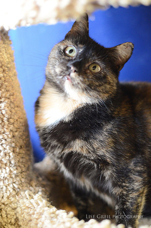 Molly Moo