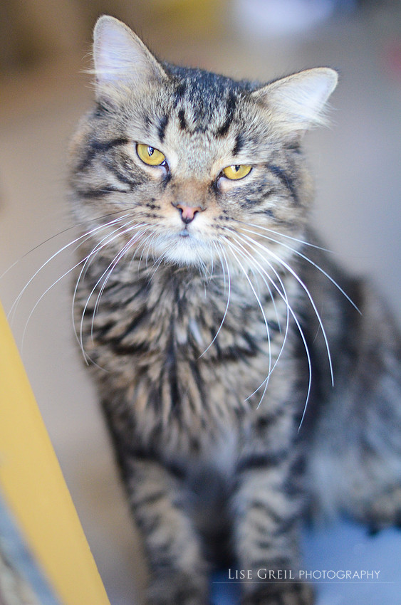 Loki
