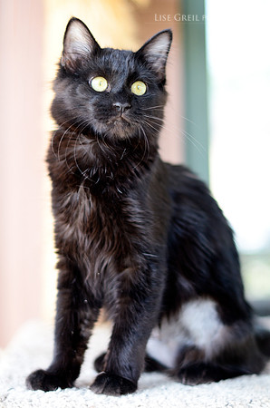 Basil