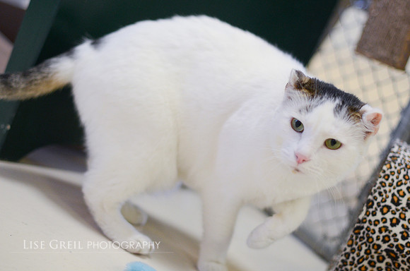 Victor