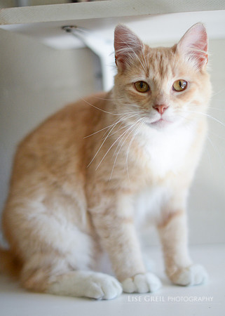 Morris