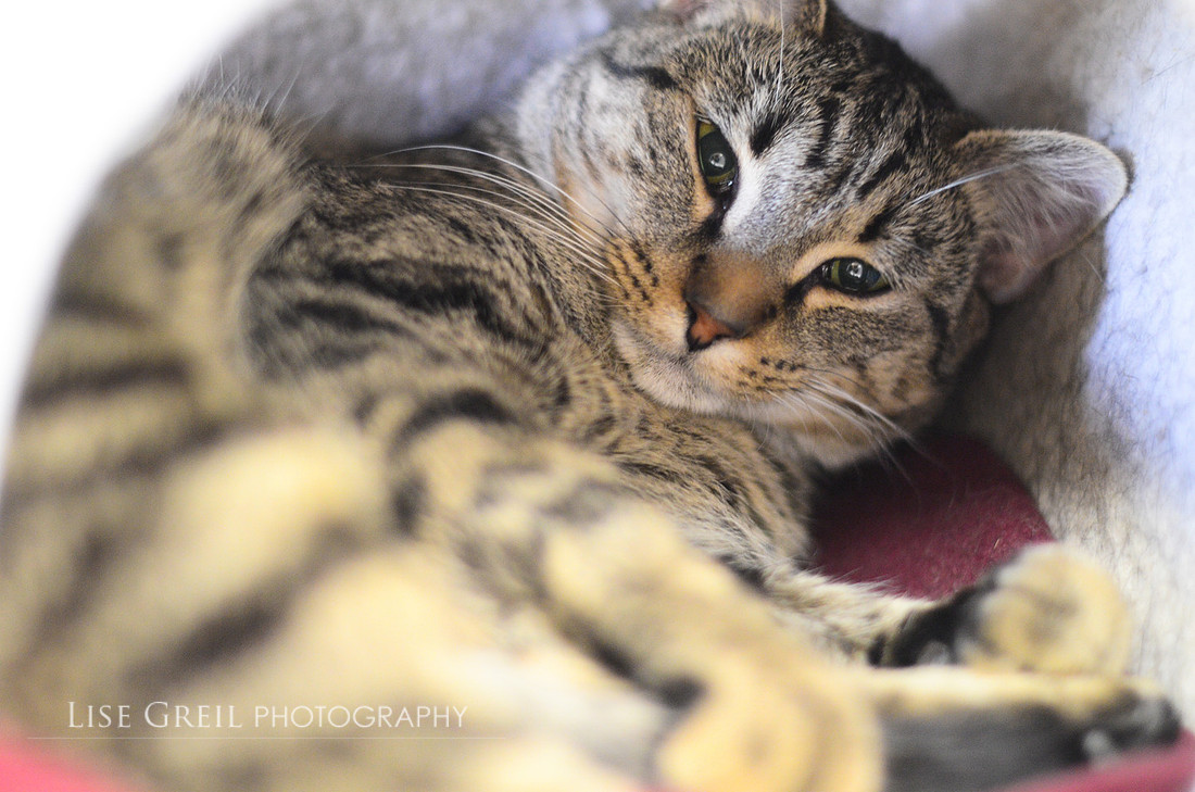 Mr Sassy