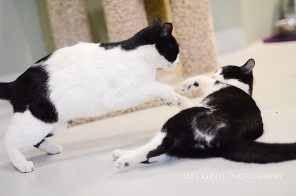 Figaro & Copernicus