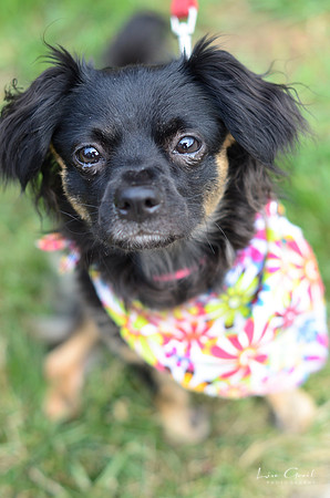 Lilly